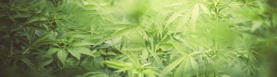 Field of fully grown marijuana