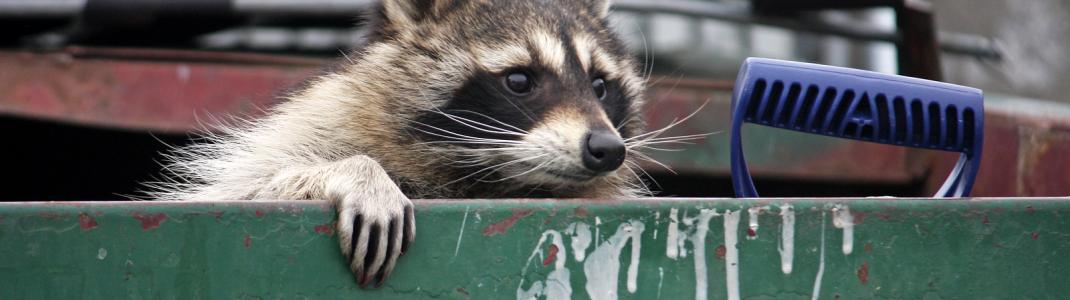 Raccoon in dumpster
