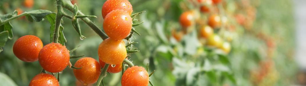 Cherry tomato plants