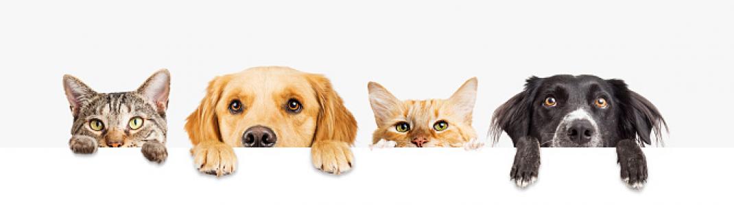Decorative image of dogs and cats
