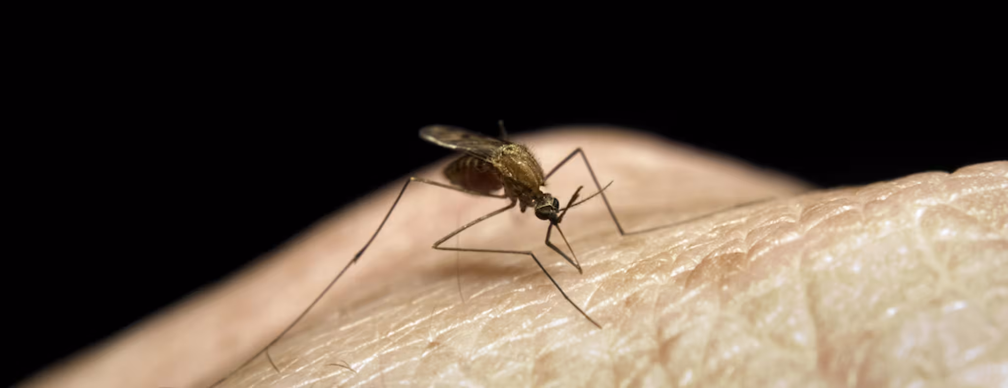 close-up of a mosquito on a human hand 