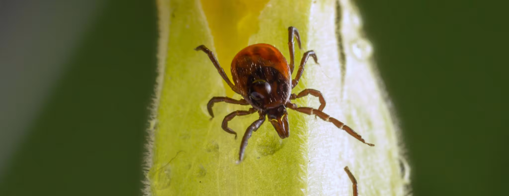 Ticks and Lyme Disease banner