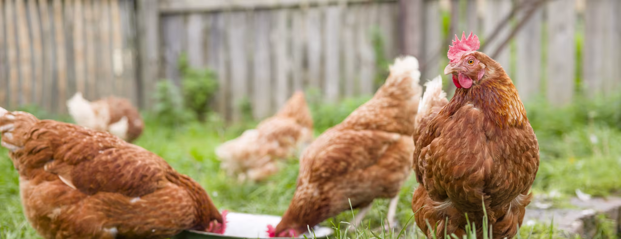 Chickens free range in a back yard