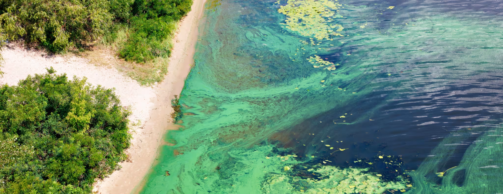 Surface of a river is covered with blue-green algae