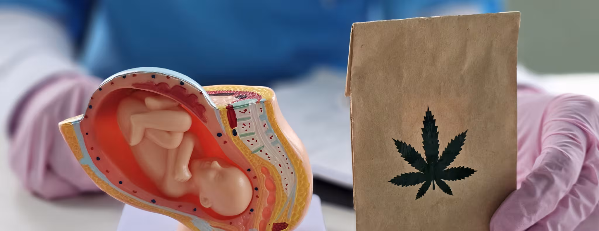 Artificial model of human fetus with hemp marijuana.