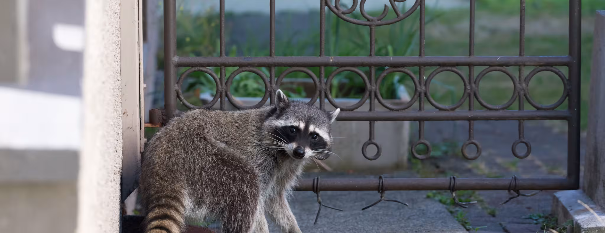 Racoon by a gate of a house