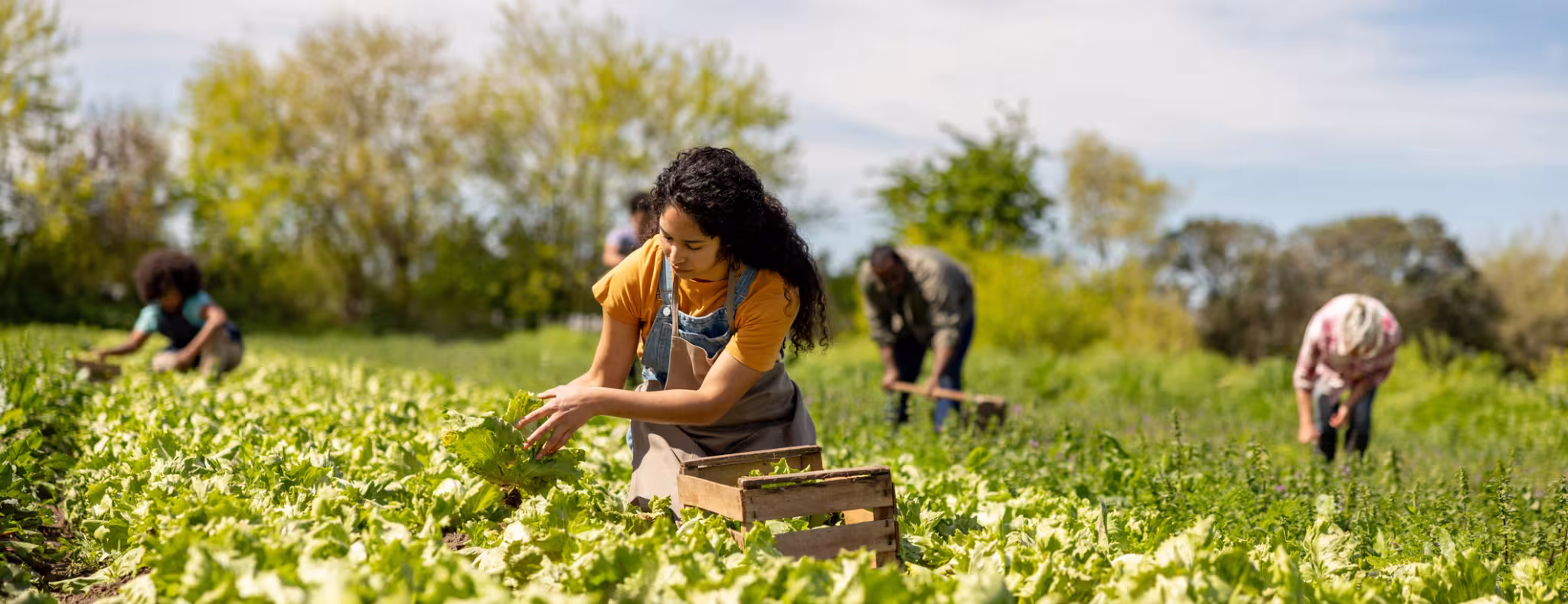 group of farm workers harvesting lettuce in a field