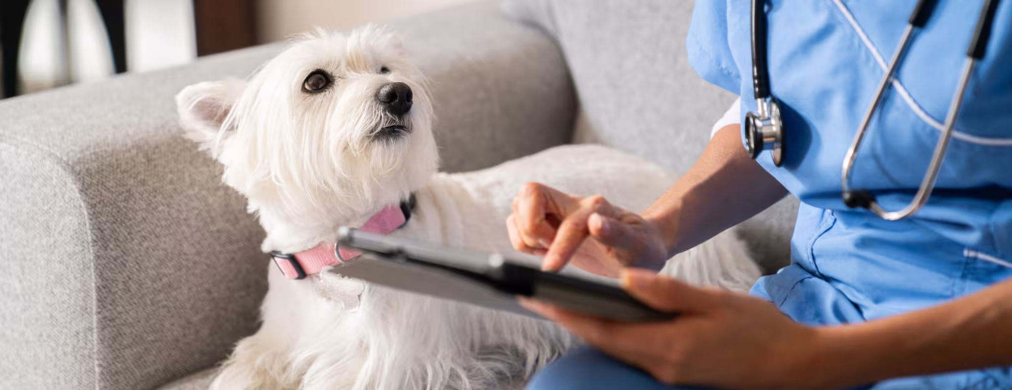 Beautiful dog looking at the veterinarian while she is on an ipad