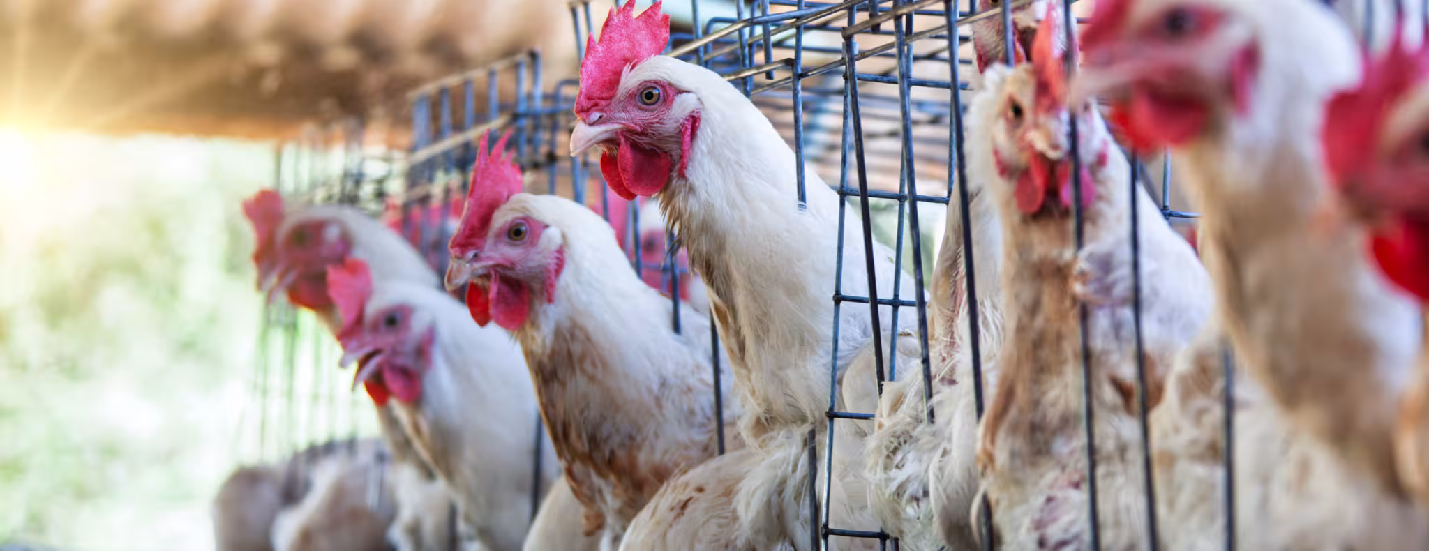 aying hens in battery chicken cages, industrial poultry