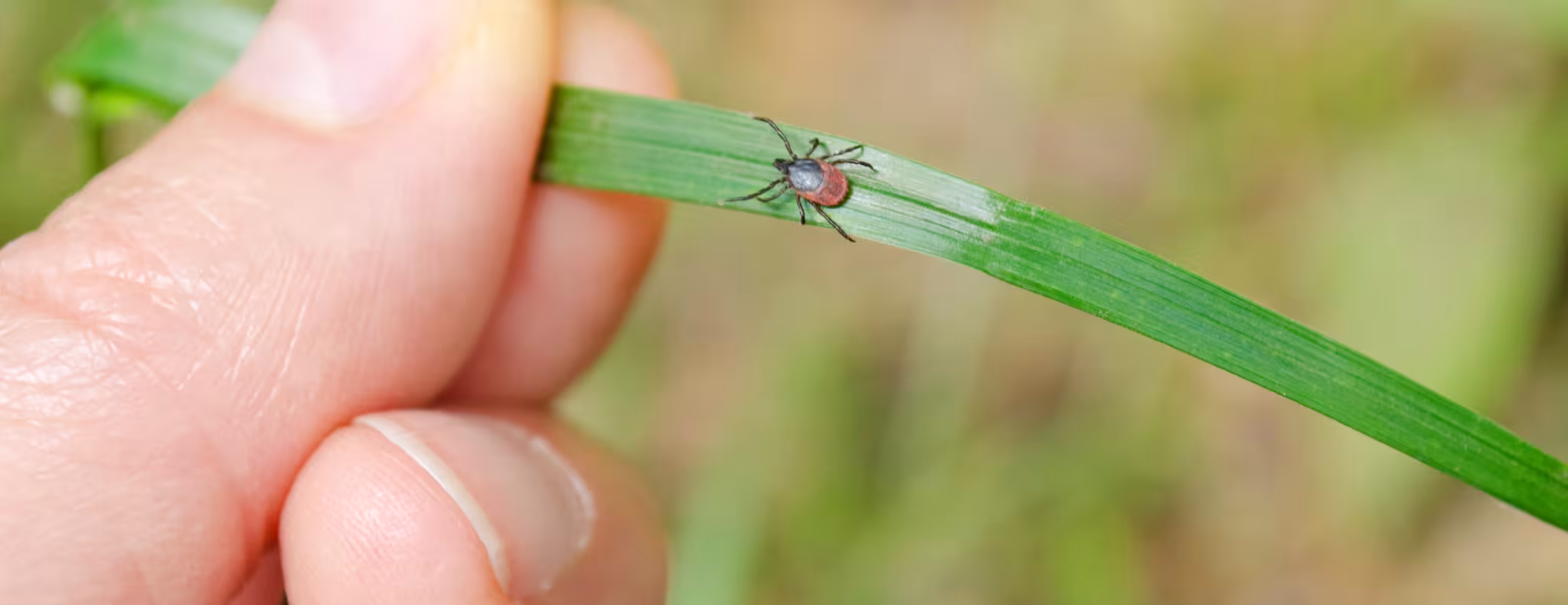 Hand holding grass a tick is on