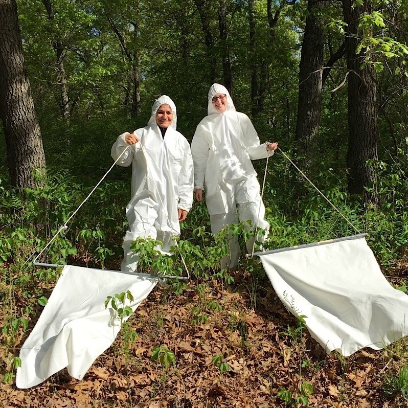 Public health inspectors carrying big white sheets in the forest to 'flag' for ticks