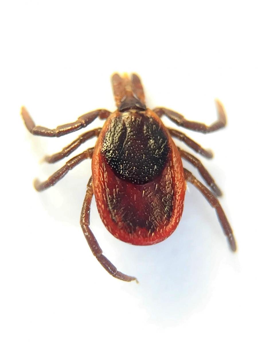 Top view of a flat (unswollen) tick.
